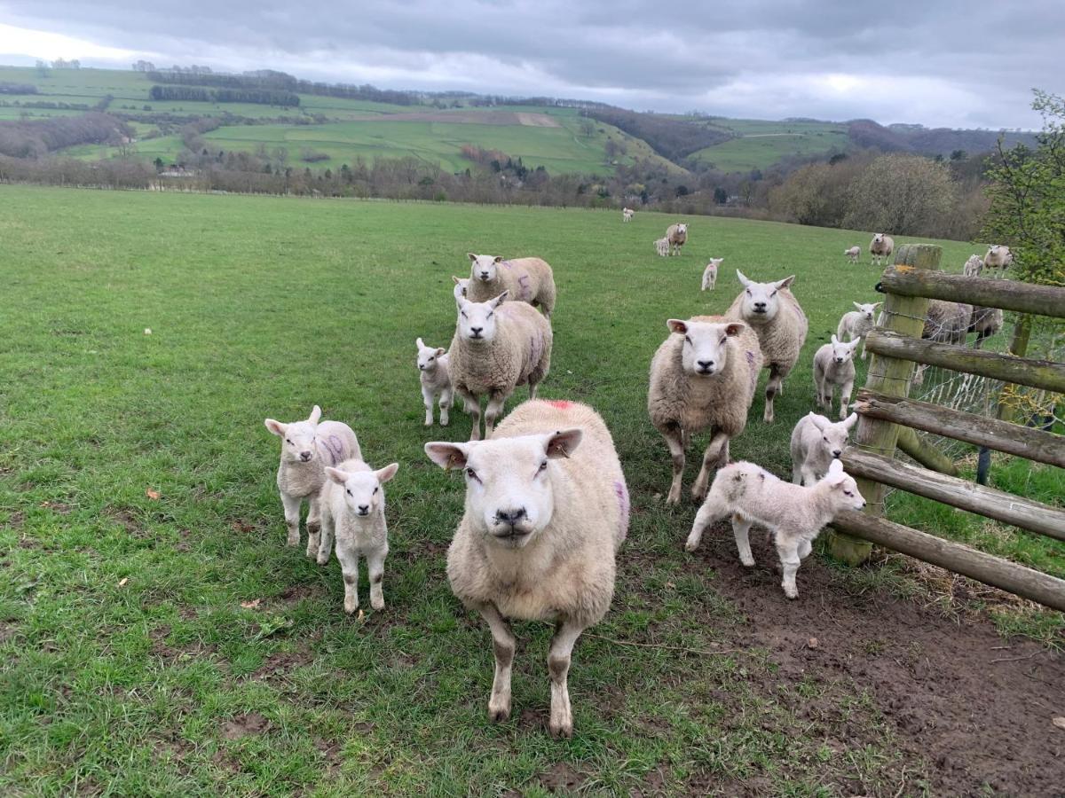 Counting Sheep Homestay Great Longstone