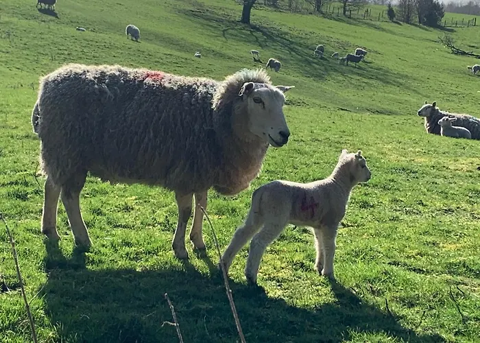 Counting Sheep